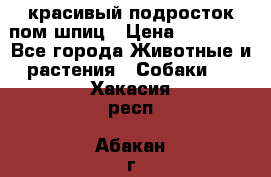 красивый подросток пом шпиц › Цена ­ 30 000 - Все города Животные и растения » Собаки   . Хакасия респ.,Абакан г.